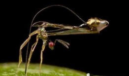 昆虫学者金皮爆料视频,昆虫世界的奥秘与奇观