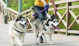 宁波爆料养狗视频,视频揭露不文明现象引发热议