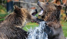 狗熊皮肤爆料视频大全下载,揭秘游戏内神秘皮肤背后的故事