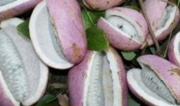 桑植免费吃八月瓜,免费畅享八月瓜美味时光