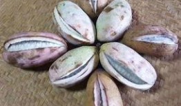 桑植免费吃八月瓜,免费畅享八月瓜美味时光