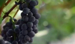 网红吃瓜葡萄是真的吗,是真是假？