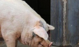 印尼猪瘟最新爆料视频,视频揭露真相与应对措施