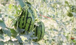 吃瓜区的网红,揭秘吃瓜区网红的崛起之路