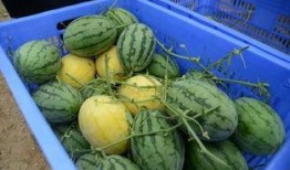 免费的吃瓜群在哪里找,轻松加入畅享娱乐资讯的秘籍