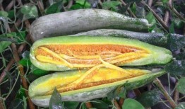 如何吃网红的瓜