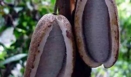 桑植免费吃八月瓜,免费畅享八月瓜美味时光