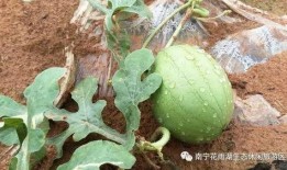 太原五龙口免费吃瓜,免费吃瓜，清凉一夏！