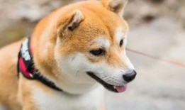 宁波爆料养狗视频,视频揭露不文明现象引发热议