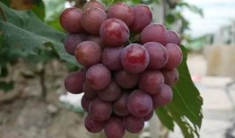 网红吃瓜葡萄是真的吗,是真是假？